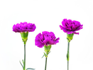 A Row of Carnation Flowers on White Background
