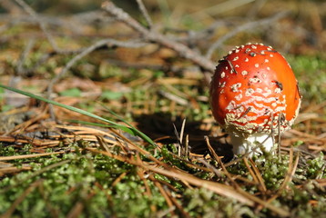 мухомор