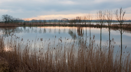 Wonderful reflection of trees in a smooth water surface