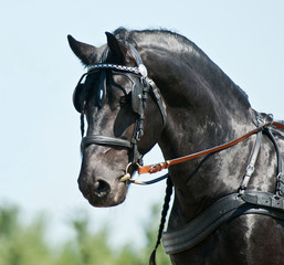 portrait black friesian horse carriage driving