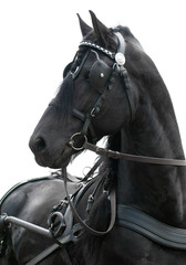 portrait black friesian horse carriage driving