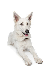 White shepherd dog
