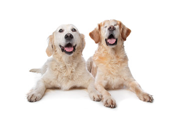 Two Golden Retriever dogs