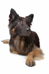 Old German Shepherd Dog