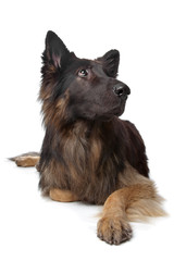 Old German Shepherd Dog
