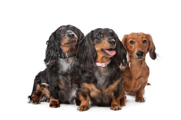 dachshund dogs