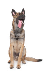 Shepherd dog