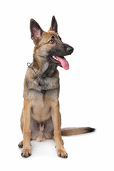 Shepherd dog