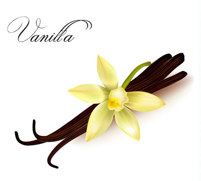 Vanilla pods and flower. Vector illustration.