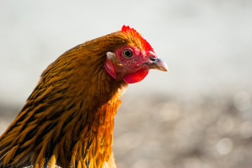 chicken