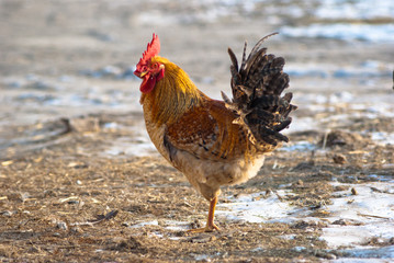 chicken