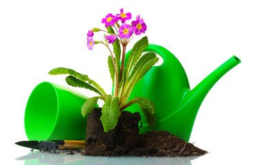 Beautiful purple primrose, soil, watering can and tools isolated