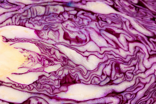 Fresh red cabbage cross section close-up isolated on white