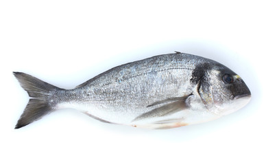 Fresh fish isolated on white