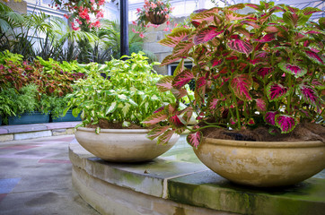 Beautiful potted coleus plants in garden room