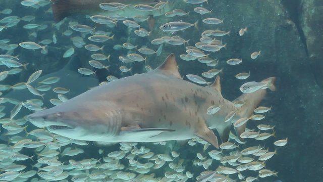 Ragged tooth shark and small fish in an aquarium display
