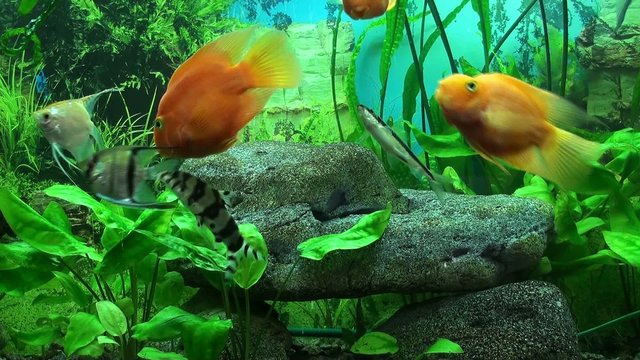 Beautiful aquarium with gold fish