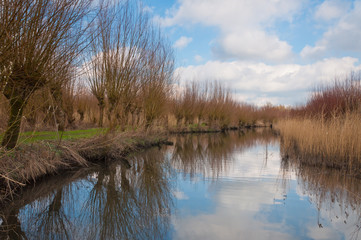 Pollard willows along a reflective creek