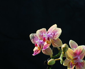 Fototapeta na wymiar orchid phalaenopsis