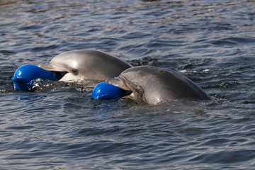 Two Bottlenose dolphins or Tursiops truncatus