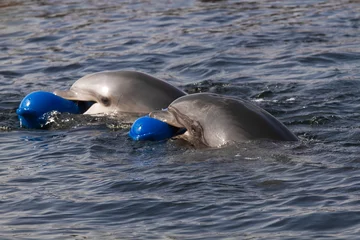 Abwaschbare Fototapete Delfine Zwei Große Tümmler oder Tursiops truncatus