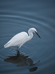 Egret aka heron in water
