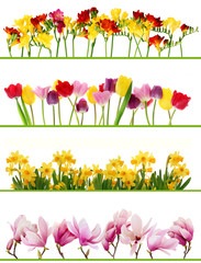 Spring flower borders - 39593010