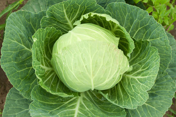 Fototapeta premium cabbage