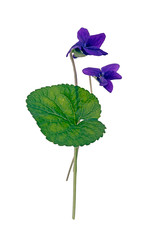 Viola riviniana - wild aka dog violet, isolated