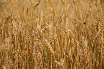 wheat field