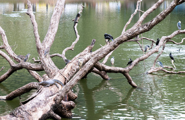 A dead tree and life on it