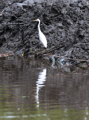 Great Egret