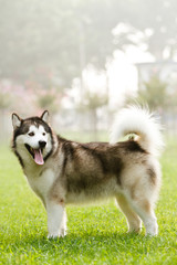 Alaskan Malamute