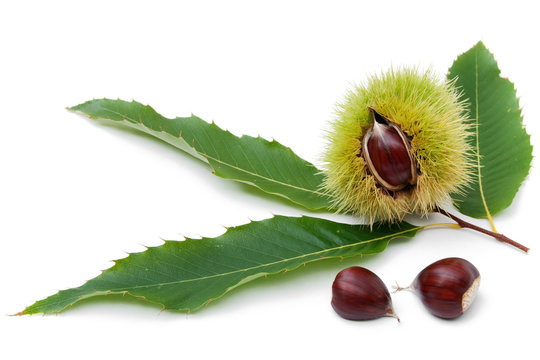 sweet chestnut fruit half split with seeds and leaves on white