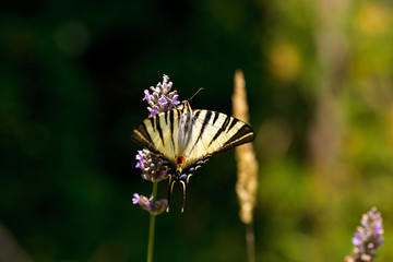 Old World Swallowtail on lavender flowers