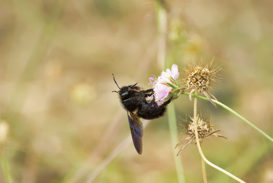 Abeille charpenti&egrave;re