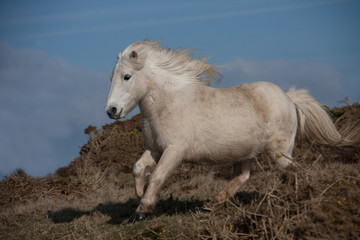 Wild Welsh Pony