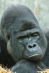 Obraz premium Gorilla portrait 5670