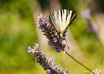 Old World Swallowtail on lavender flowers