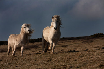 Wild Welsh Pony