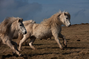 Wild Welsh Pony