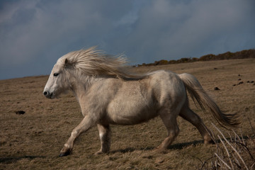Wild Welsh Pony