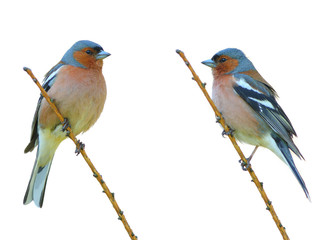 spring finch on a branch