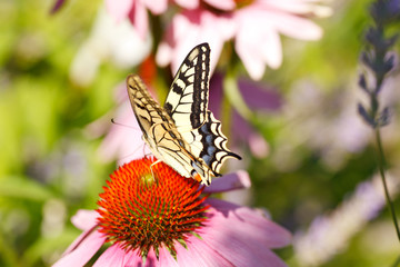 Butterfly on echinacea flower