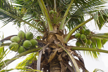Fototapeta premium Coconut tree