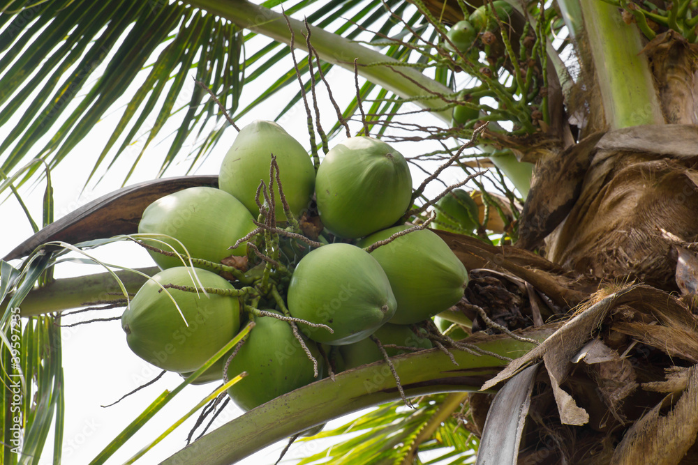 Wall mural Coconut tree