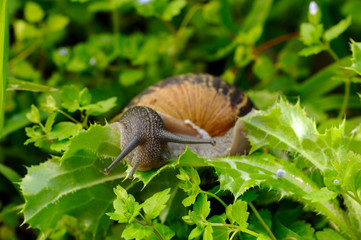 snail