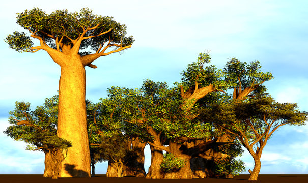 African baobabs
