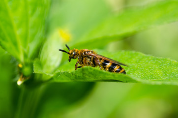 wasp in green nature or in garden