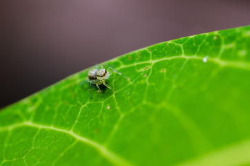 jumping spider in green nature